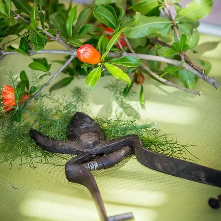 Teuta House In National Park 公寓